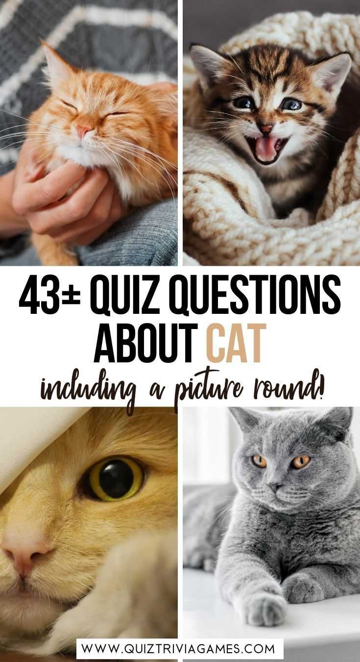 cat trivia questions and answers