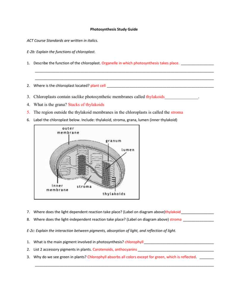 section 8 3 the reactions of photosynthesis worksheet answers