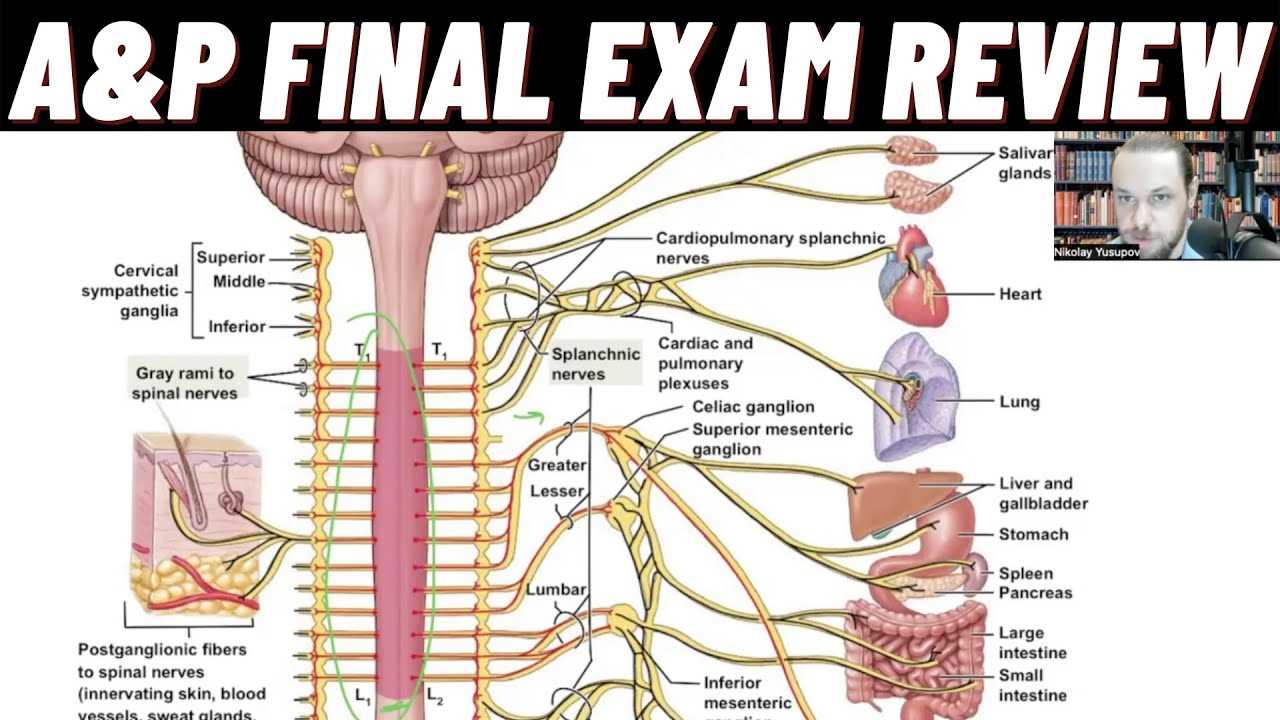 a&p ii final exam