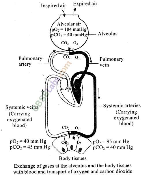 chapter 22 respiratory system answers