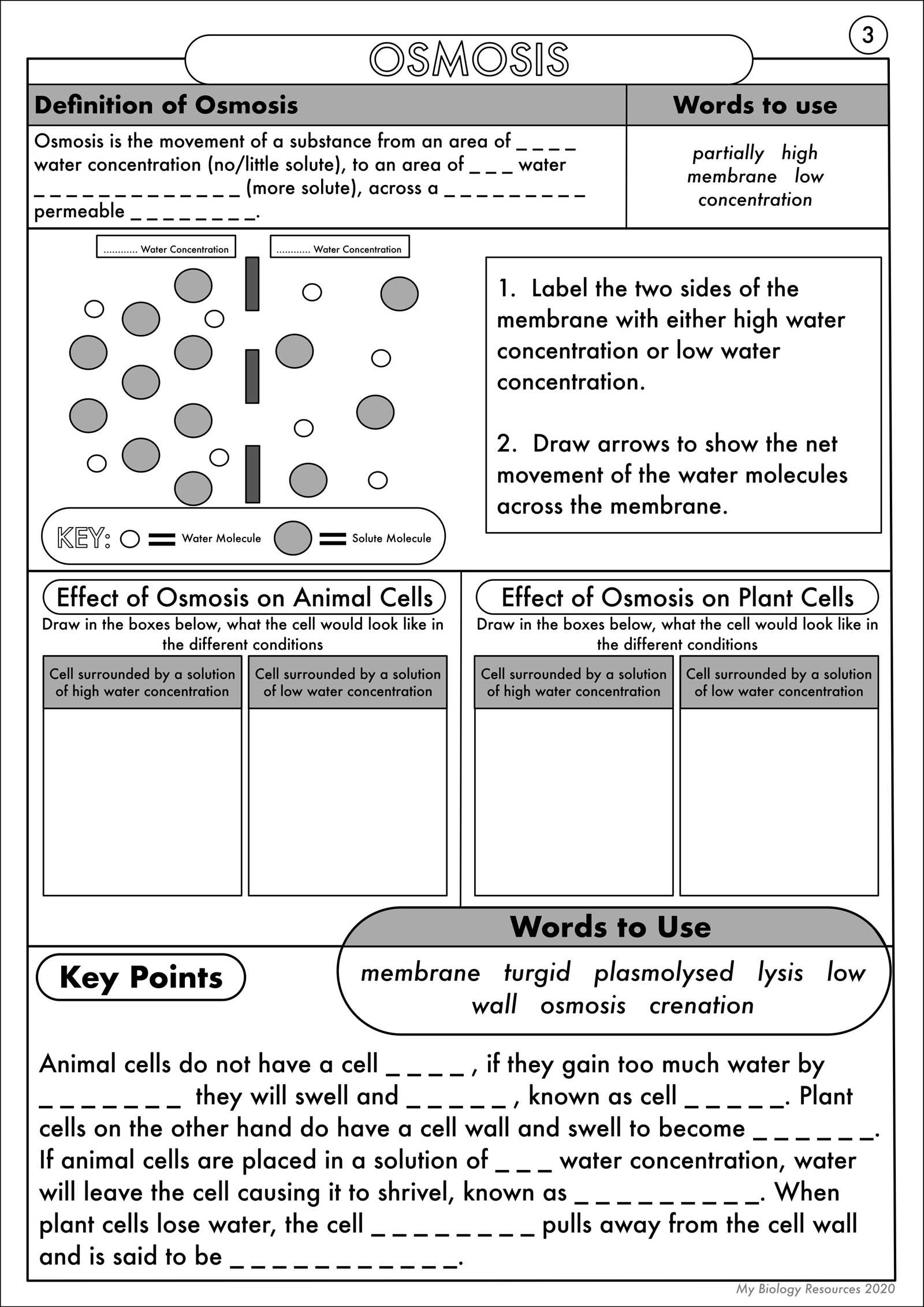 worksheet 8 osmosis basic concepts answers