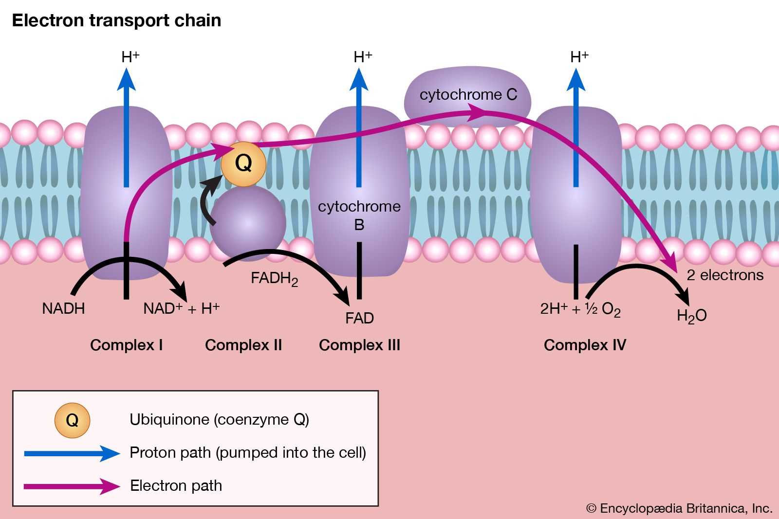 section 4 cellular transport answers