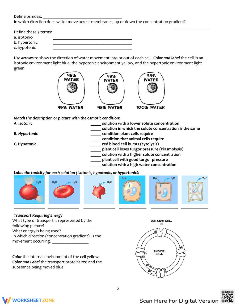 worksheet 8 osmosis basic concepts answers