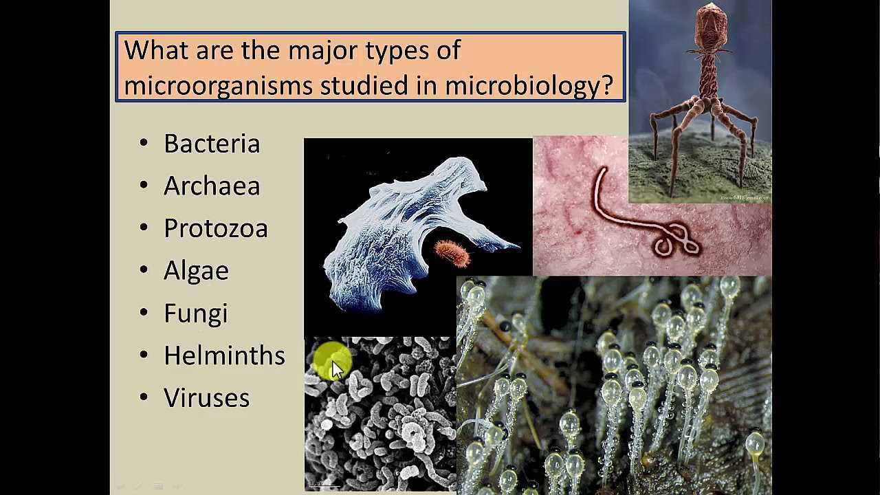 microbiology 2420 exam 1