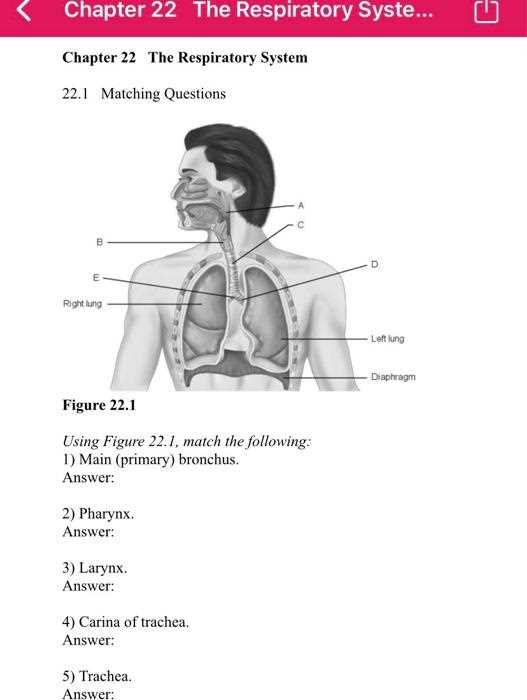 chapter 22 respiratory system answers