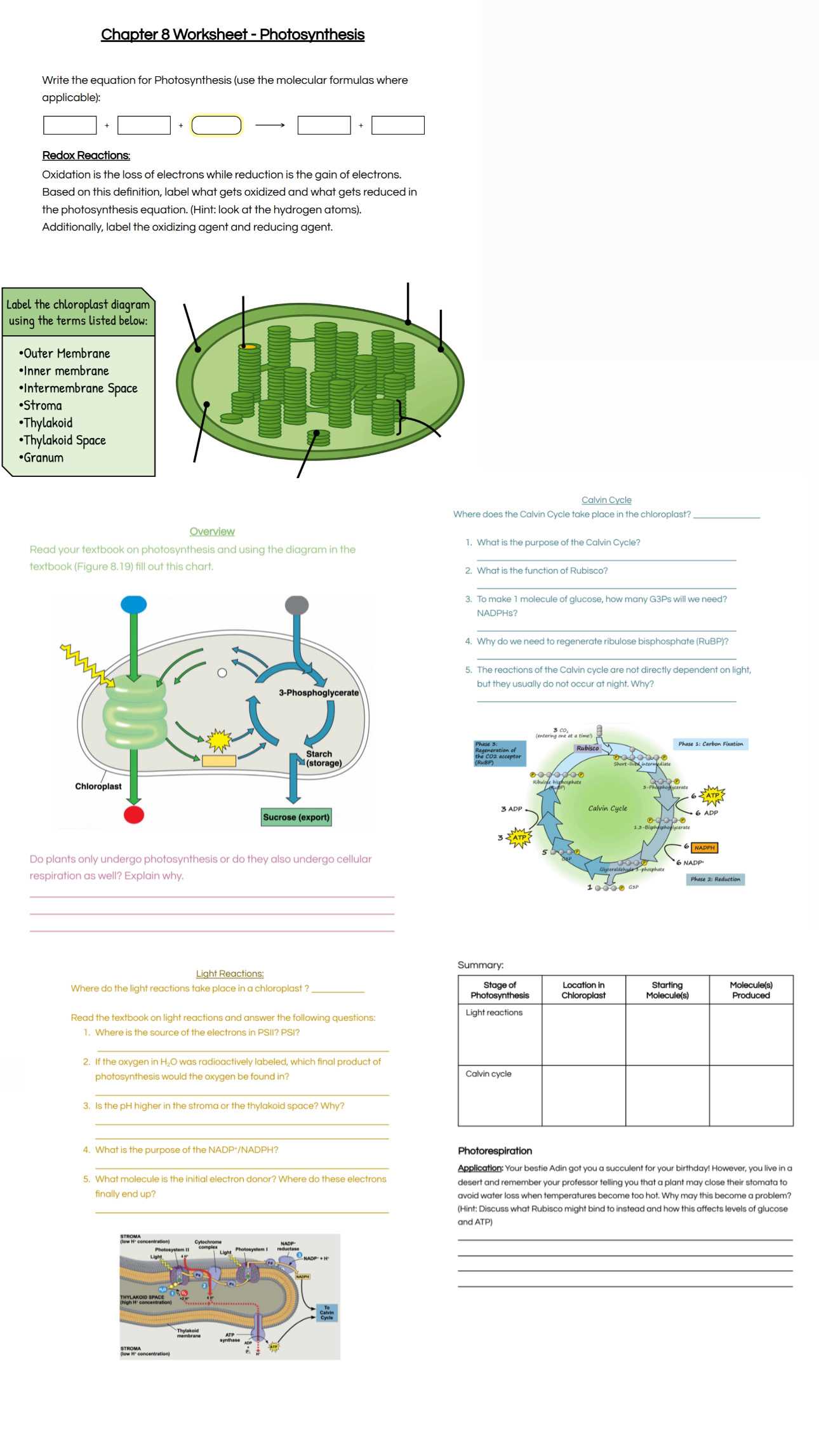 section 8 3 the reactions of photosynthesis worksheet answers