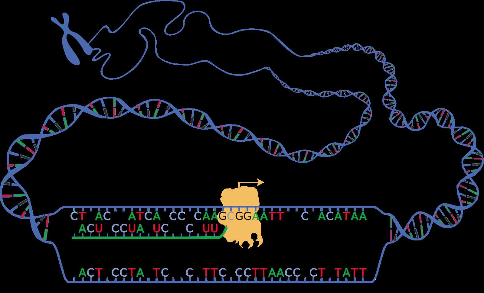 chapter 17 from gene to protein study guide answers