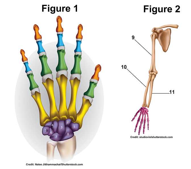 skeletal system exam answers