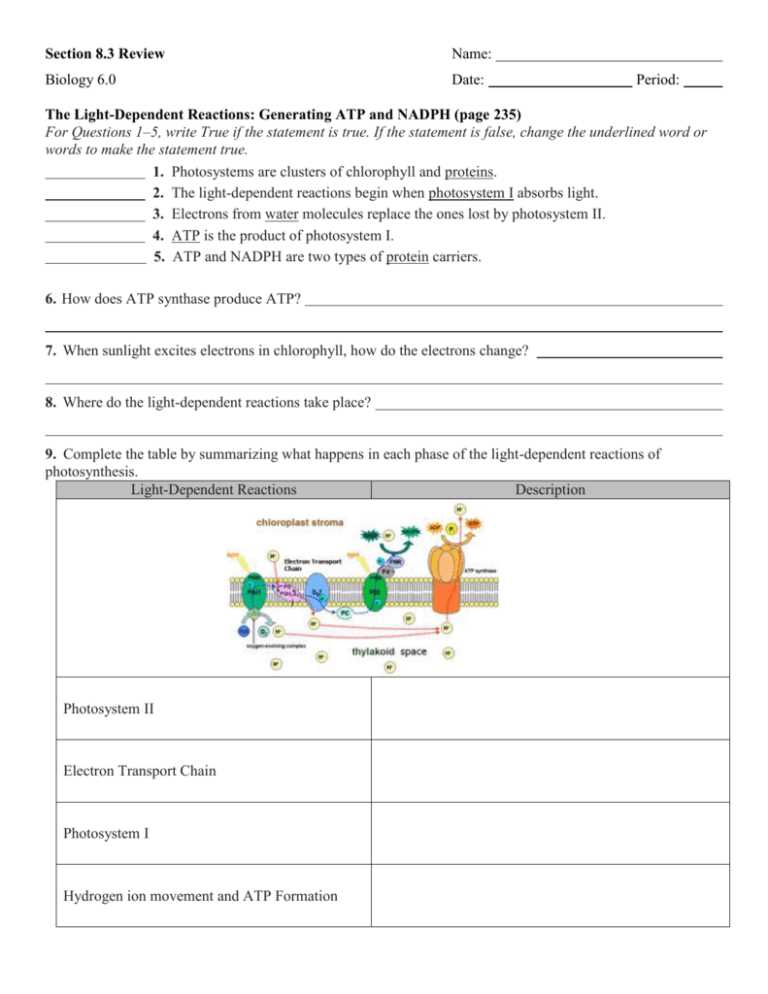 section 8 3 the reactions of photosynthesis worksheet answers