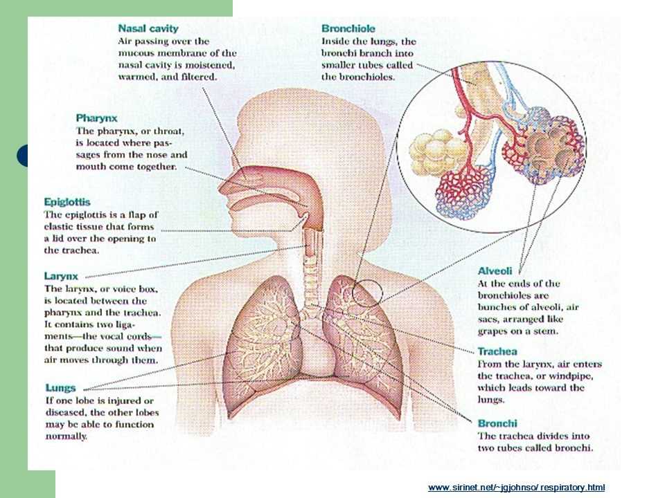 medical terminology ch 7 answers